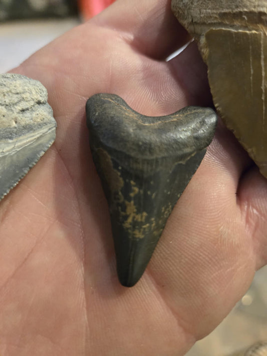Dent fossilisée de requin préhistorique