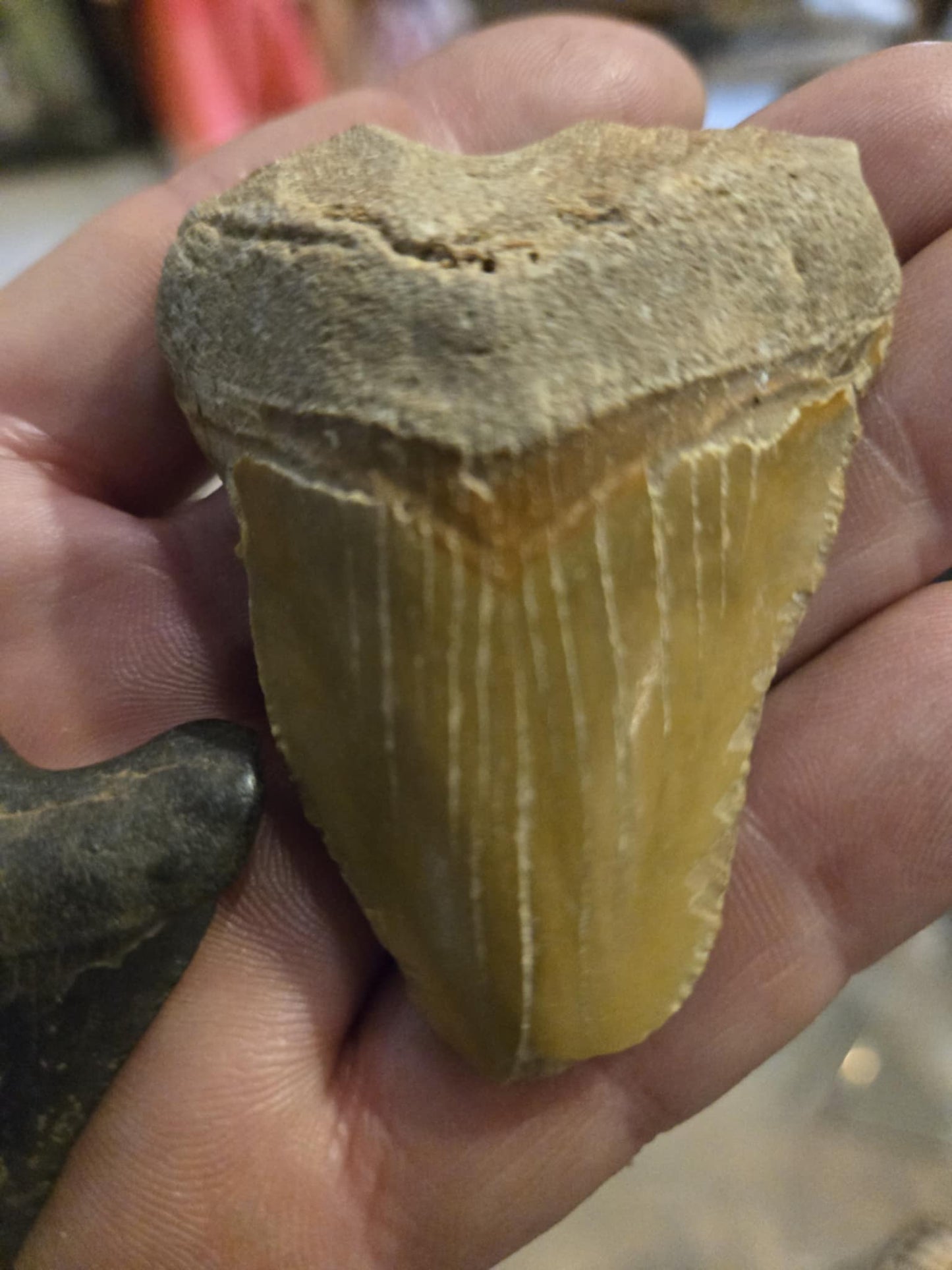 Dent fossilisée d'un mégalodon