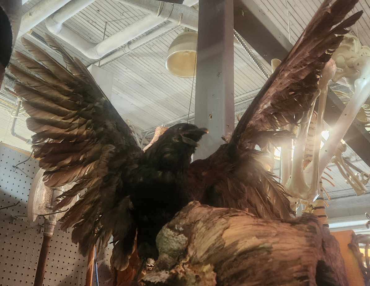 Taxidermie Corbeau aux ailes ouvertes