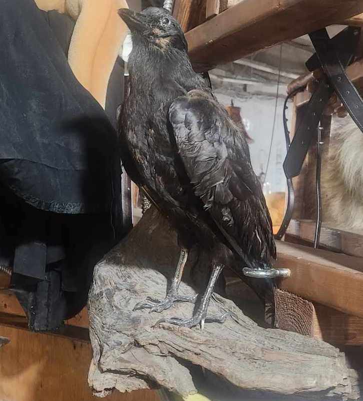 Taxidermie corbeau