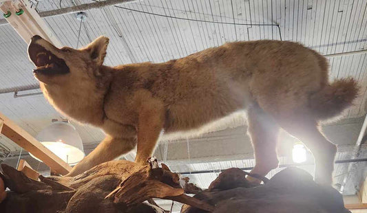 Coyote empaillé.