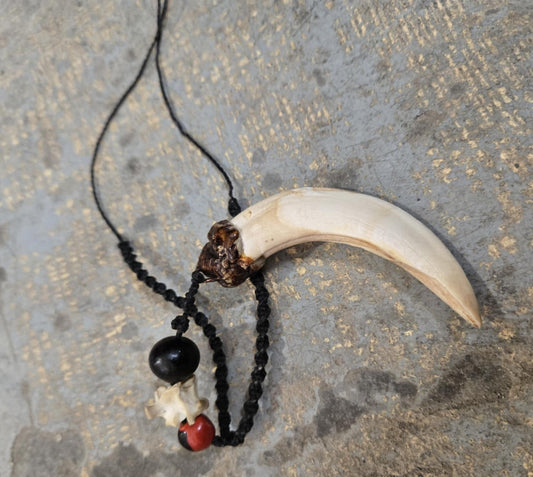 Collier de protection dent de sanglier