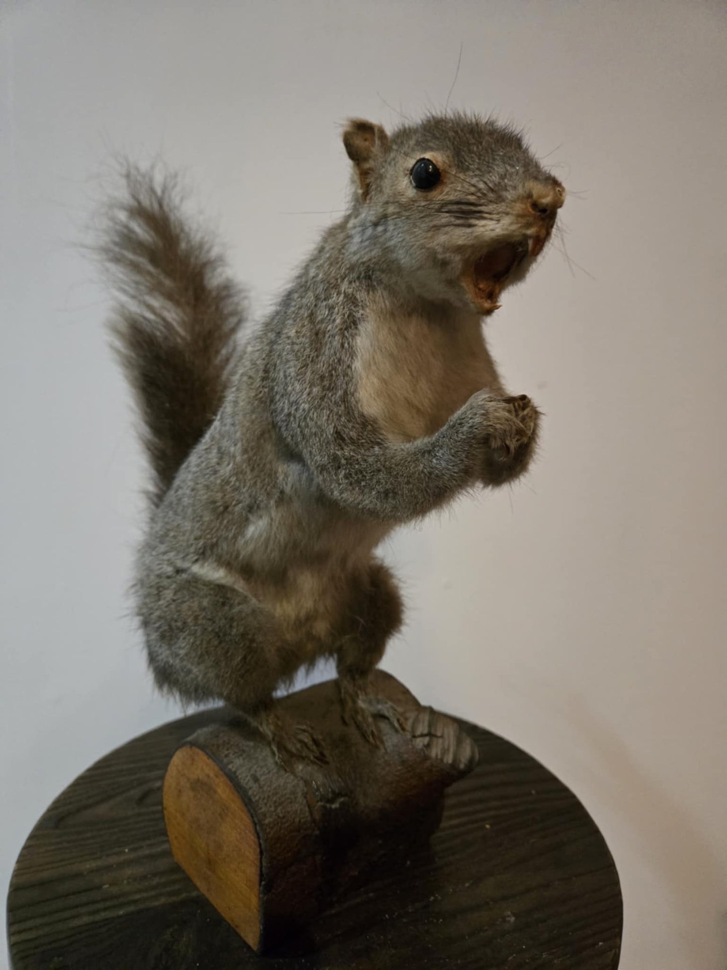 Taxidermie vintage écureuil naturalisé