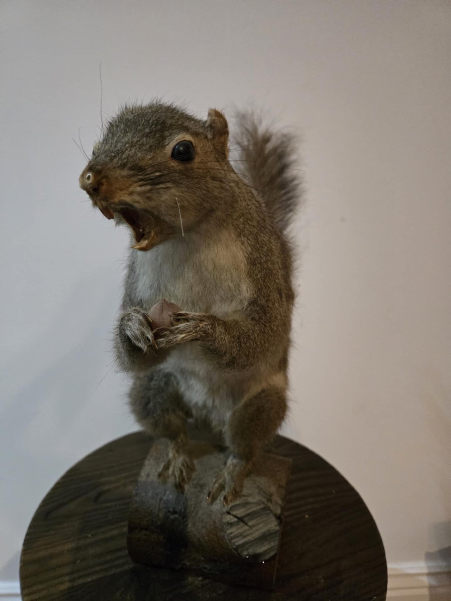 Taxidermie vintage écureuil naturalisé
