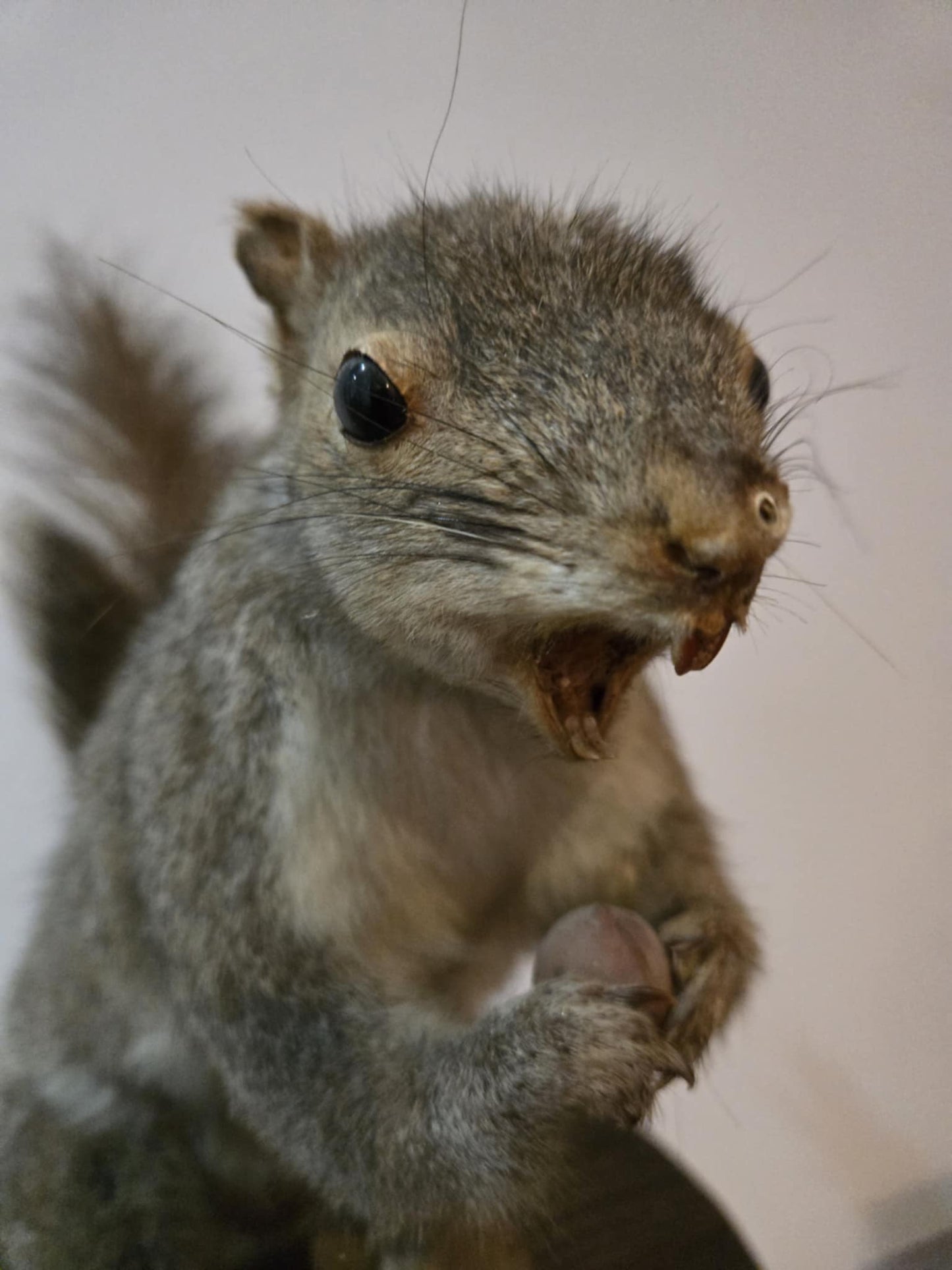 Taxidermie vintage écureuil naturalisé