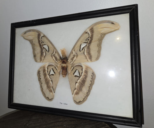 Grand papillon Atticus Atlas naturalisé.