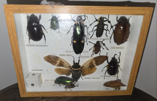Grands scarabées naturalisés dans un cadre