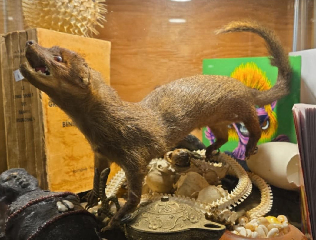 Taxidermie Furet naturalisé