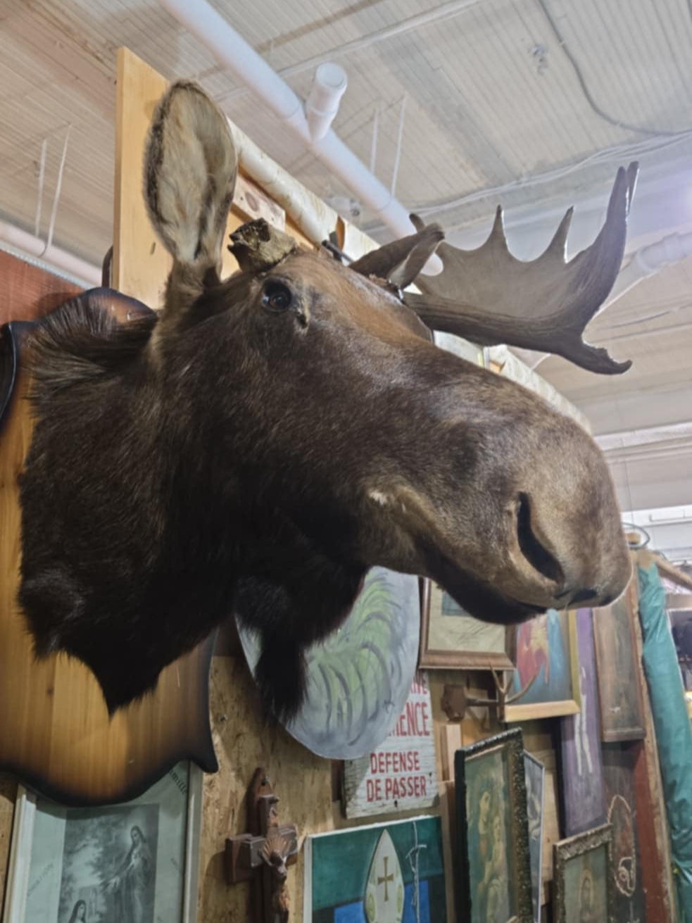 Taxidermie tête d'orignal