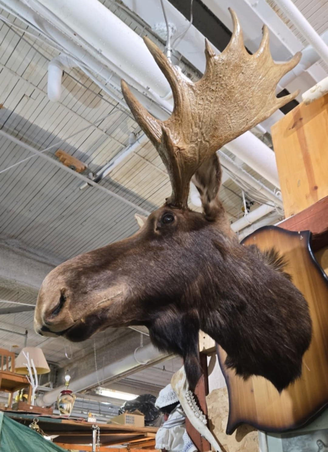 Taxidermie tête d'orignal