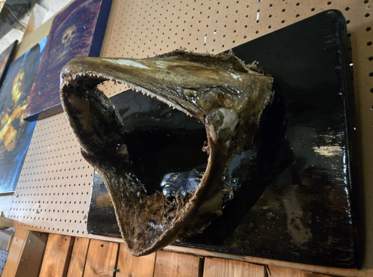 Mâchoire de flétan naturalisée