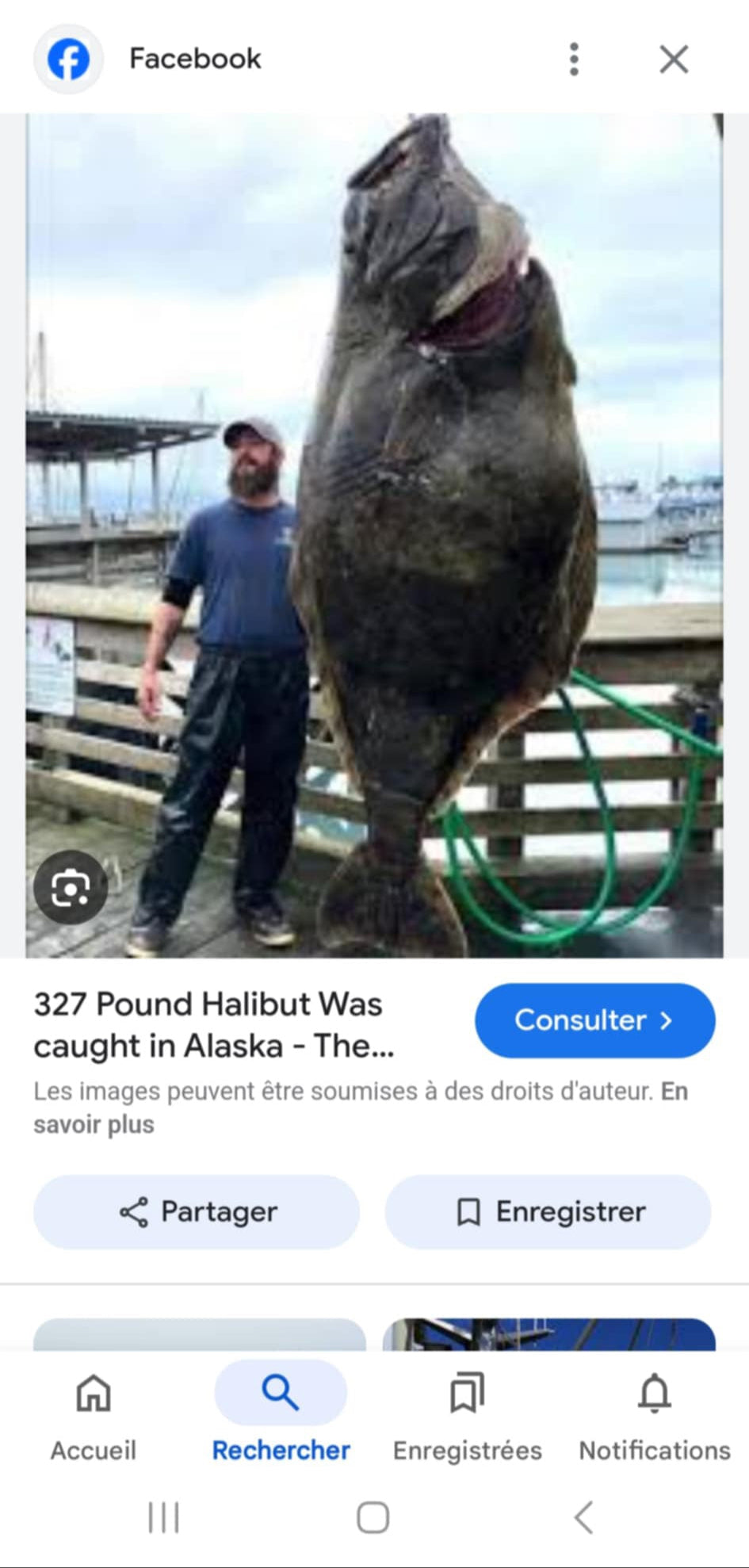Mâchoire de flétan naturalisée