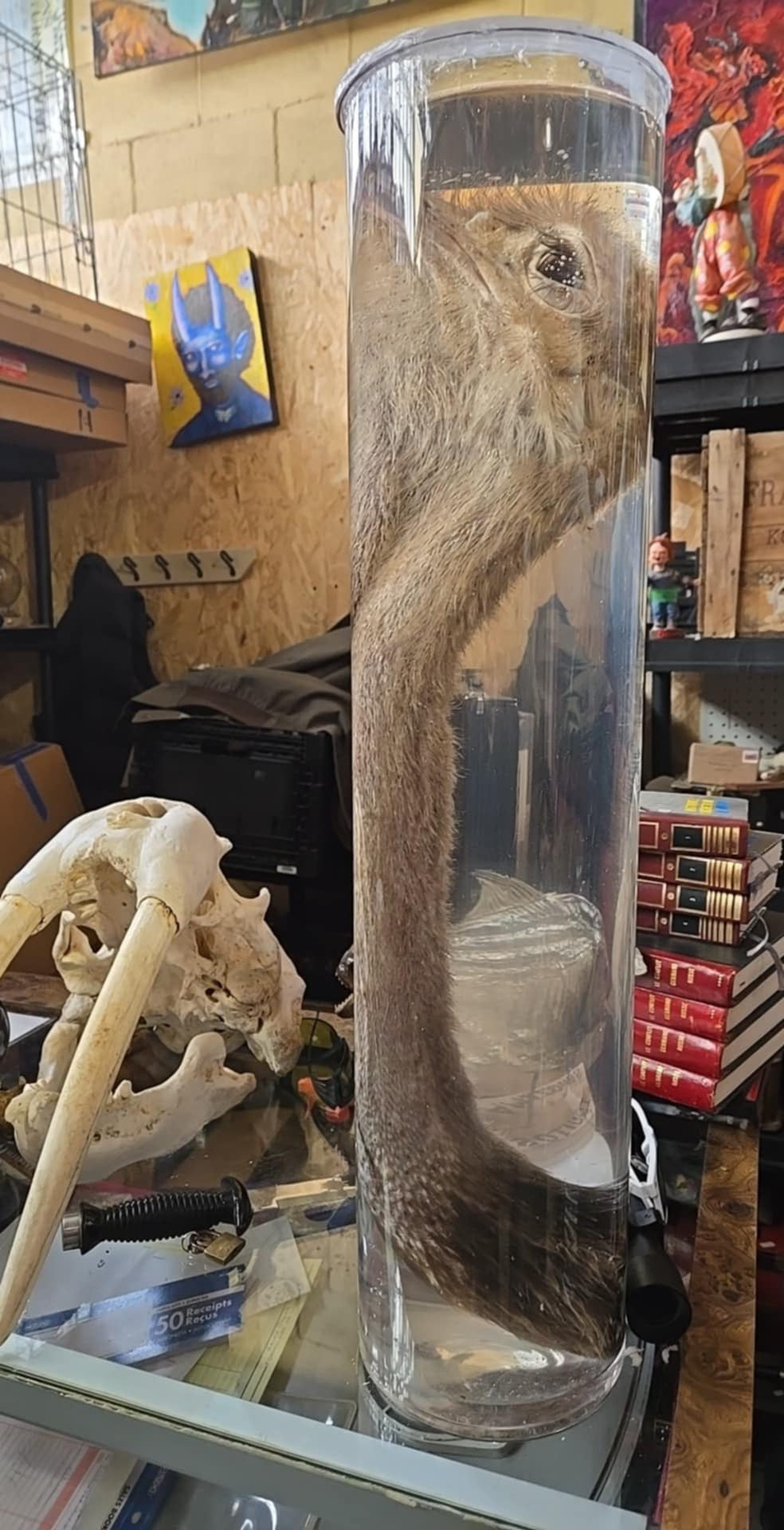 Tête et cou d'autruche dans le formol - wet specimen.