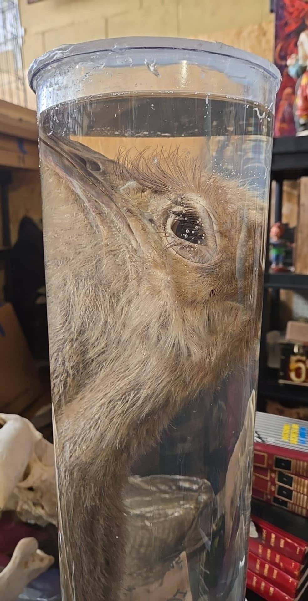 Tête et cou d'autruche dans le formol - wet specimen.