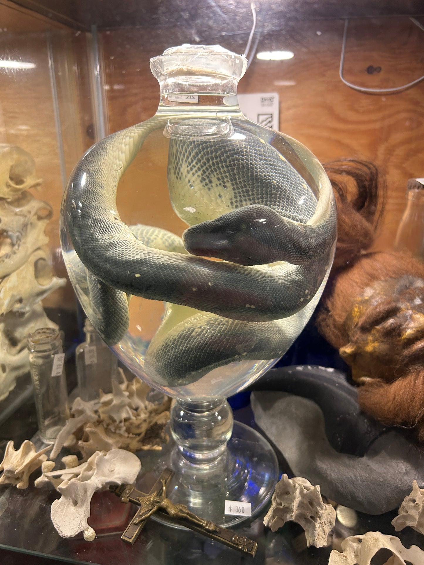Serpent dans le formol - wet spécimen