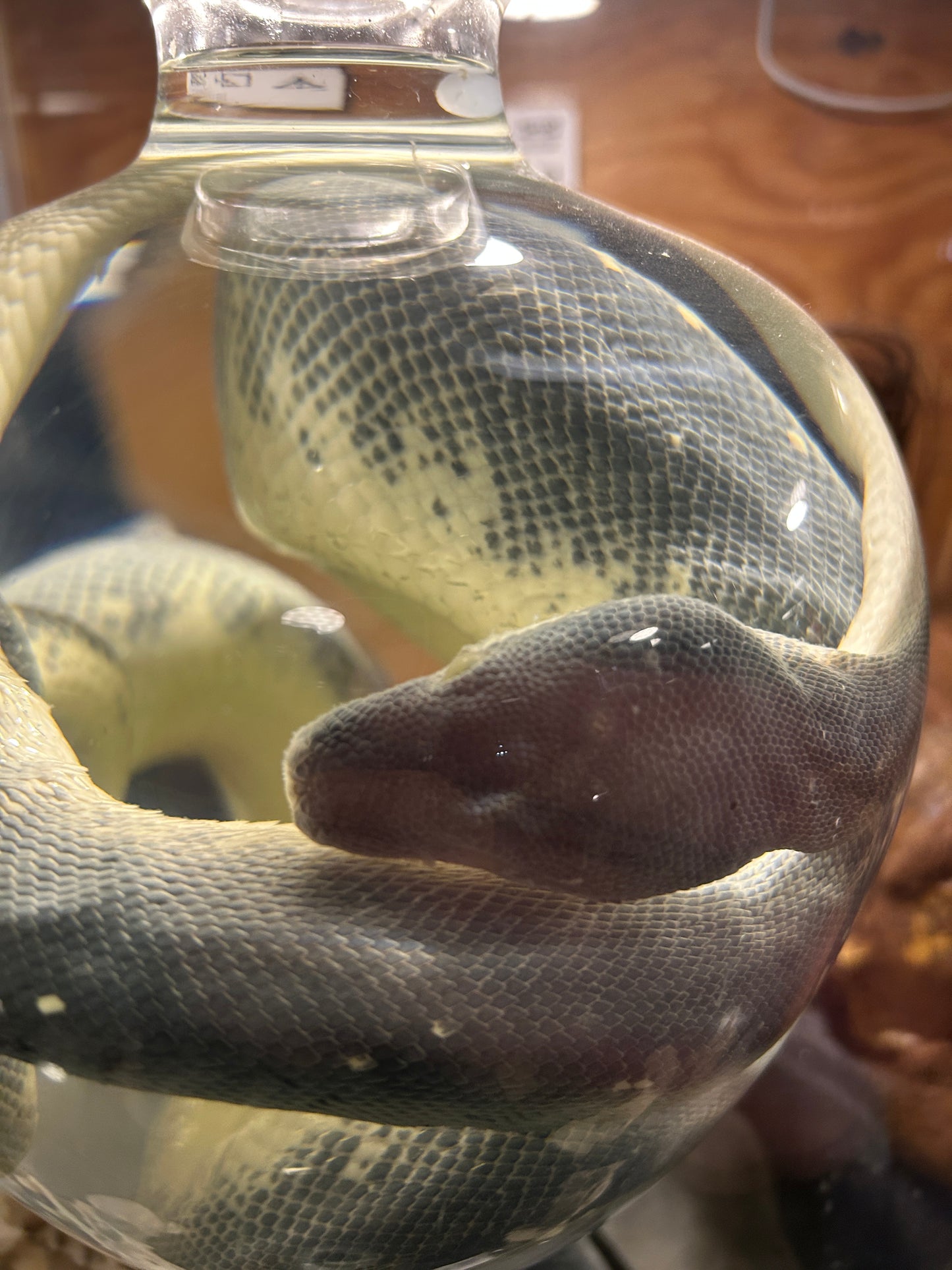 Serpent dans le formol - wet spécimen