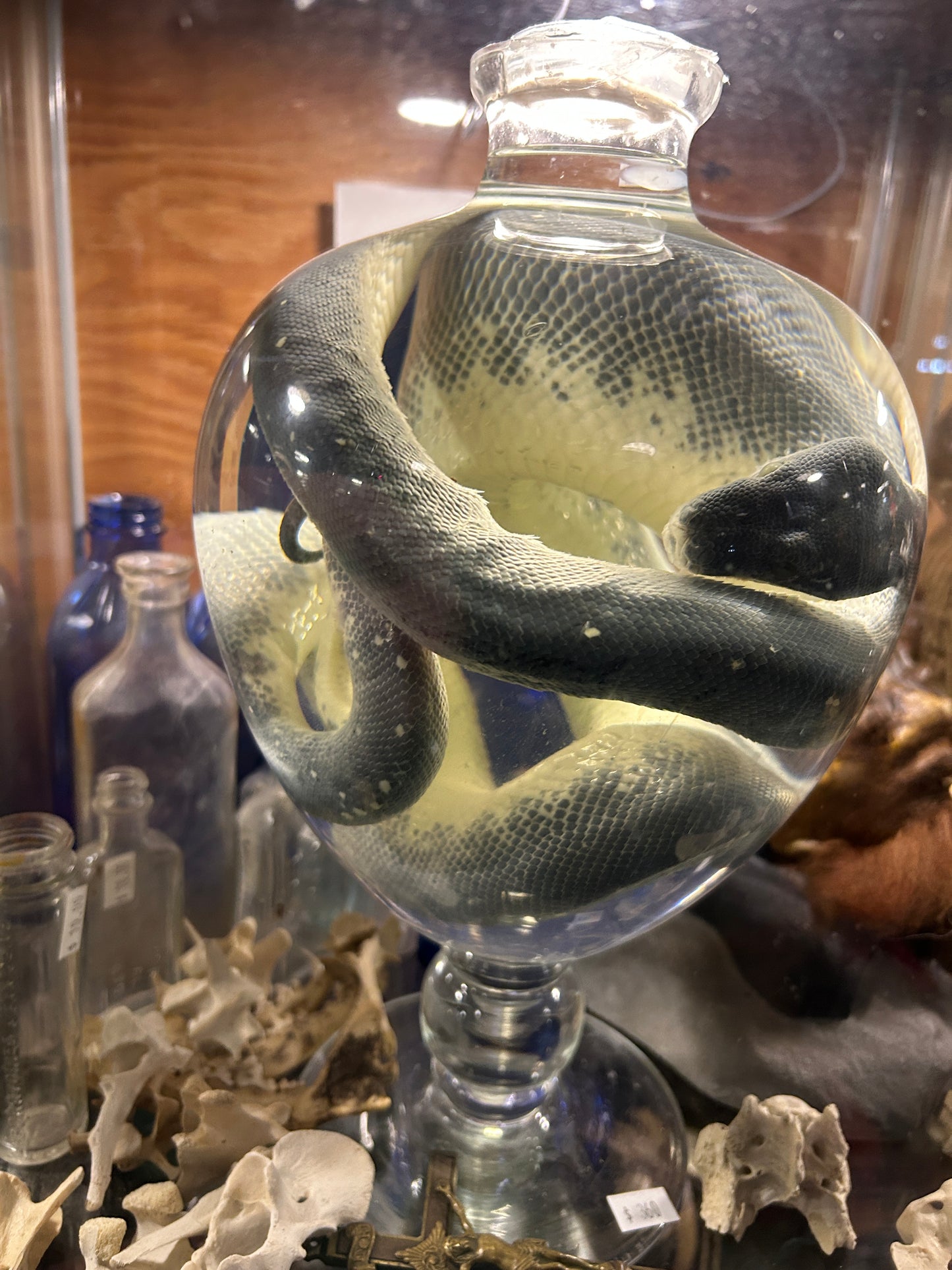 Serpent dans le formol - wet spécimen