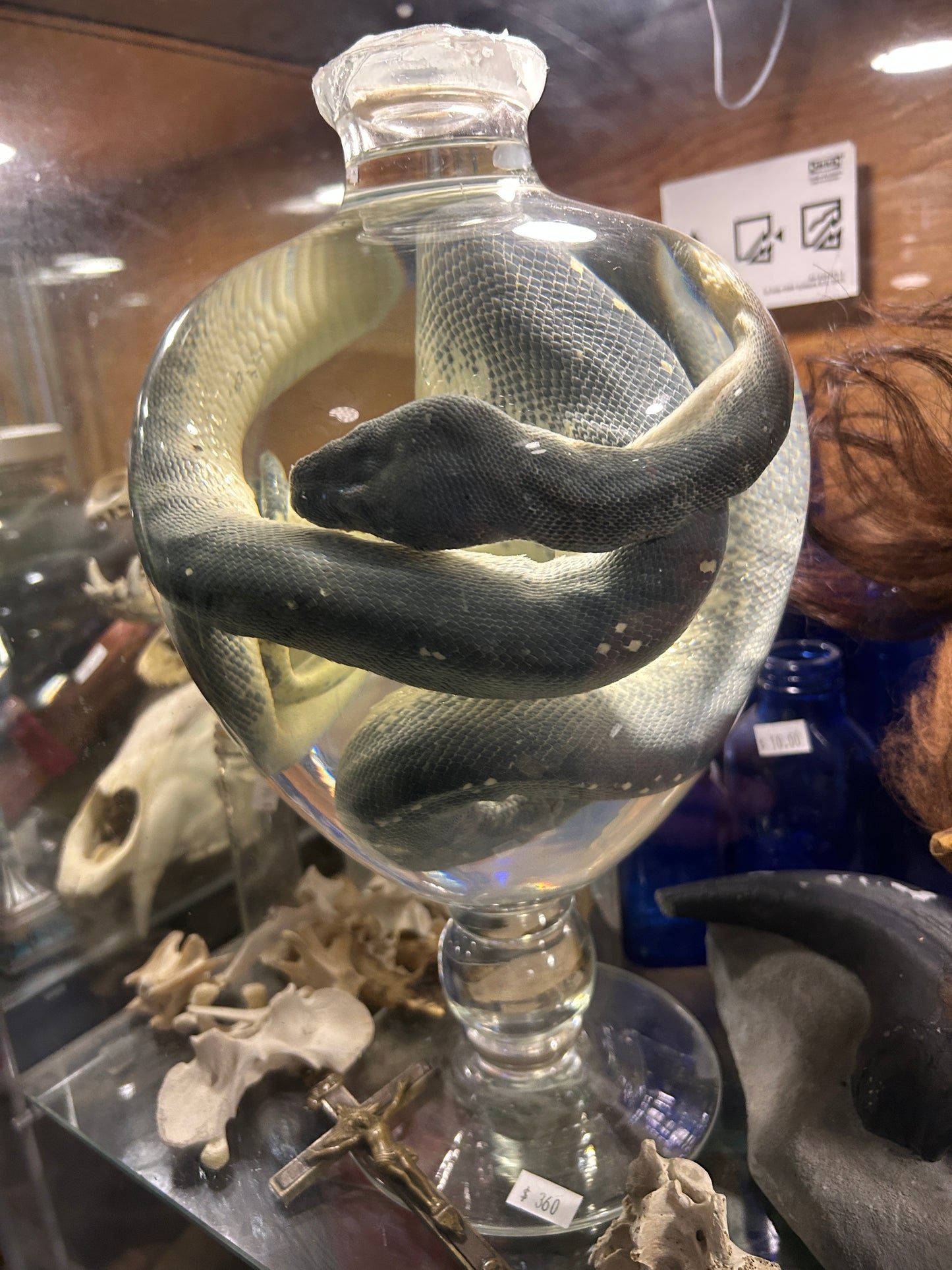 Serpent dans le formol - wet spécimen