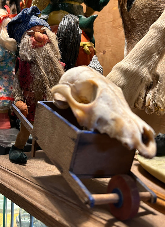 Gnome transportant un crâne de renard