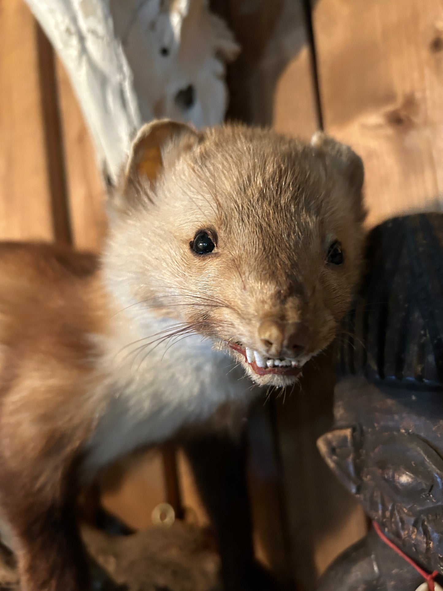 Taxidermie Fouine / belette sur bûche de bois