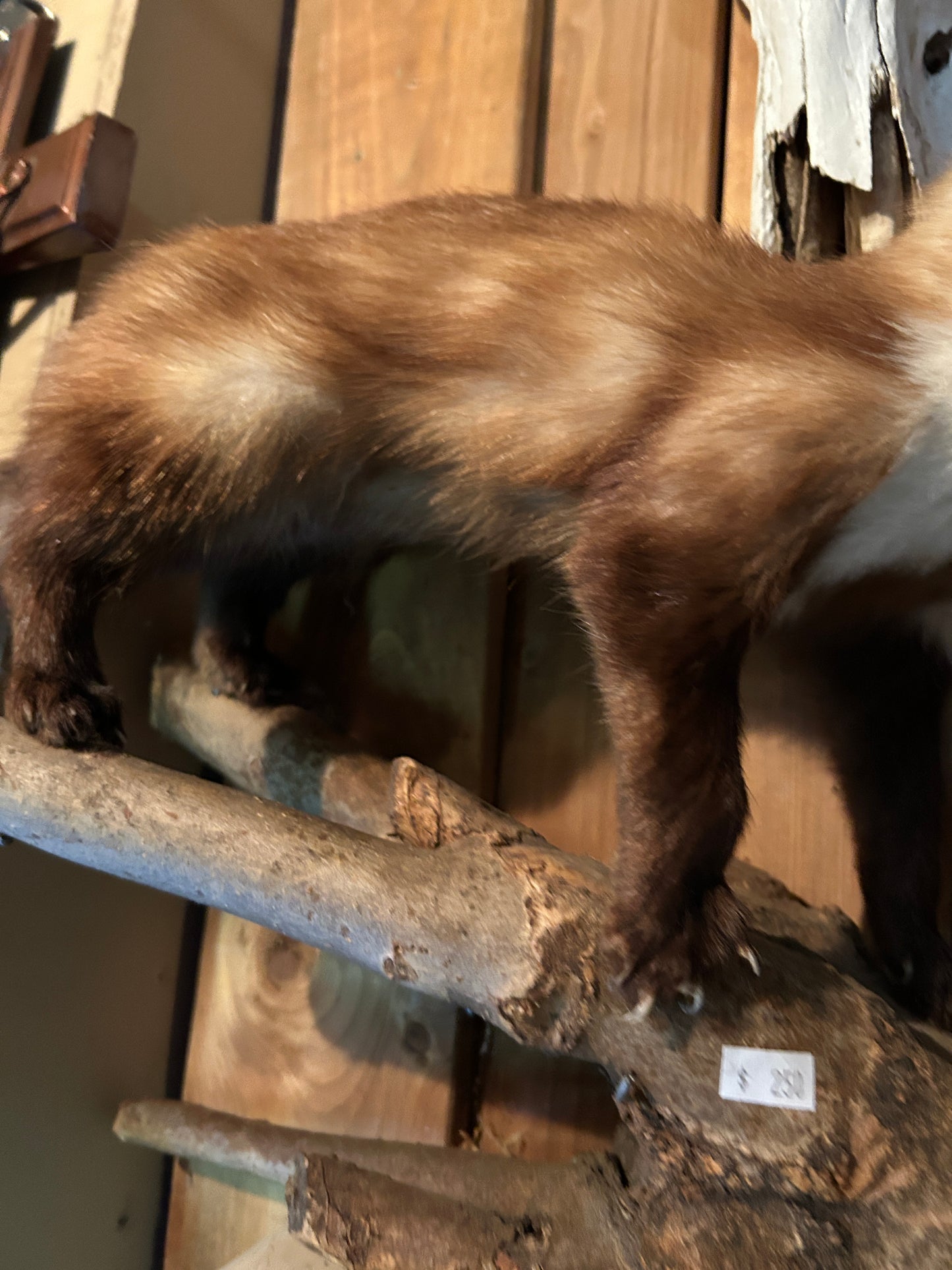 Taxidermie Fouine / belette sur bûche de bois