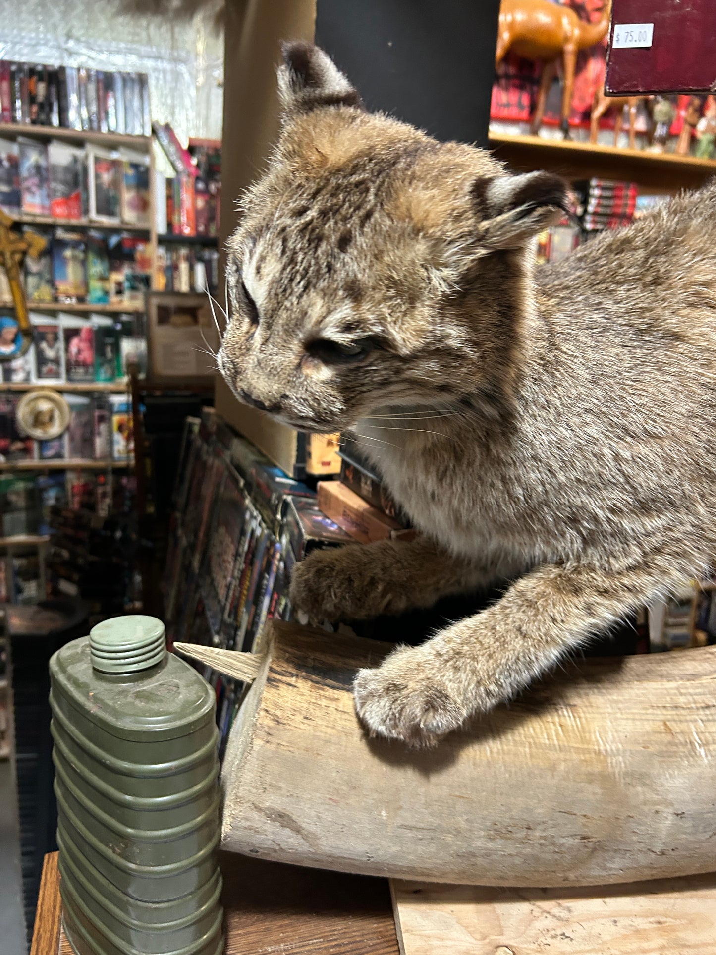 Taxidermie lynx sur une buche
