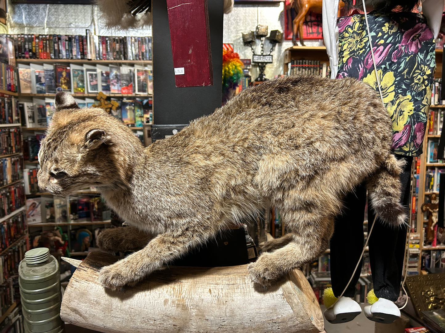 Taxidermie lynx sur une buche