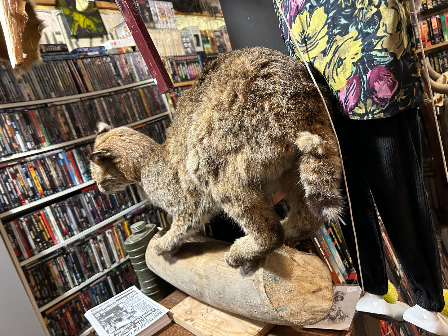 Taxidermie lynx sur une buche