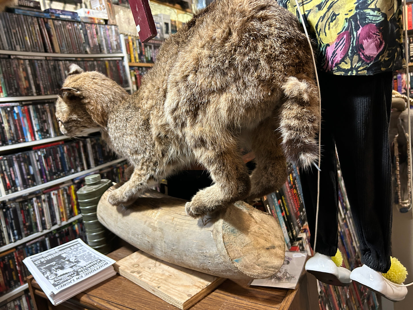 Taxidermie lynx sur une buche