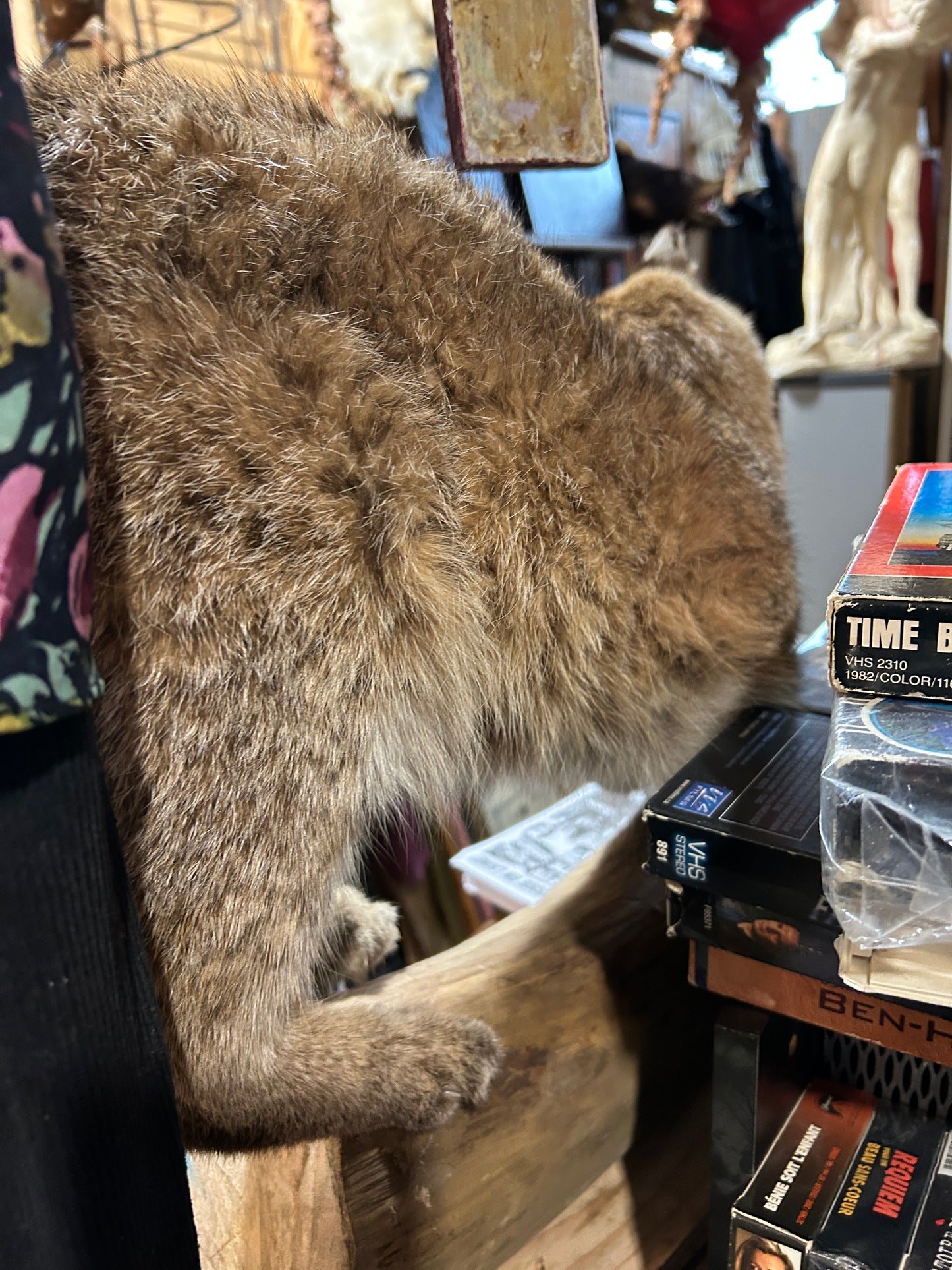 Taxidermie lynx sur une buche