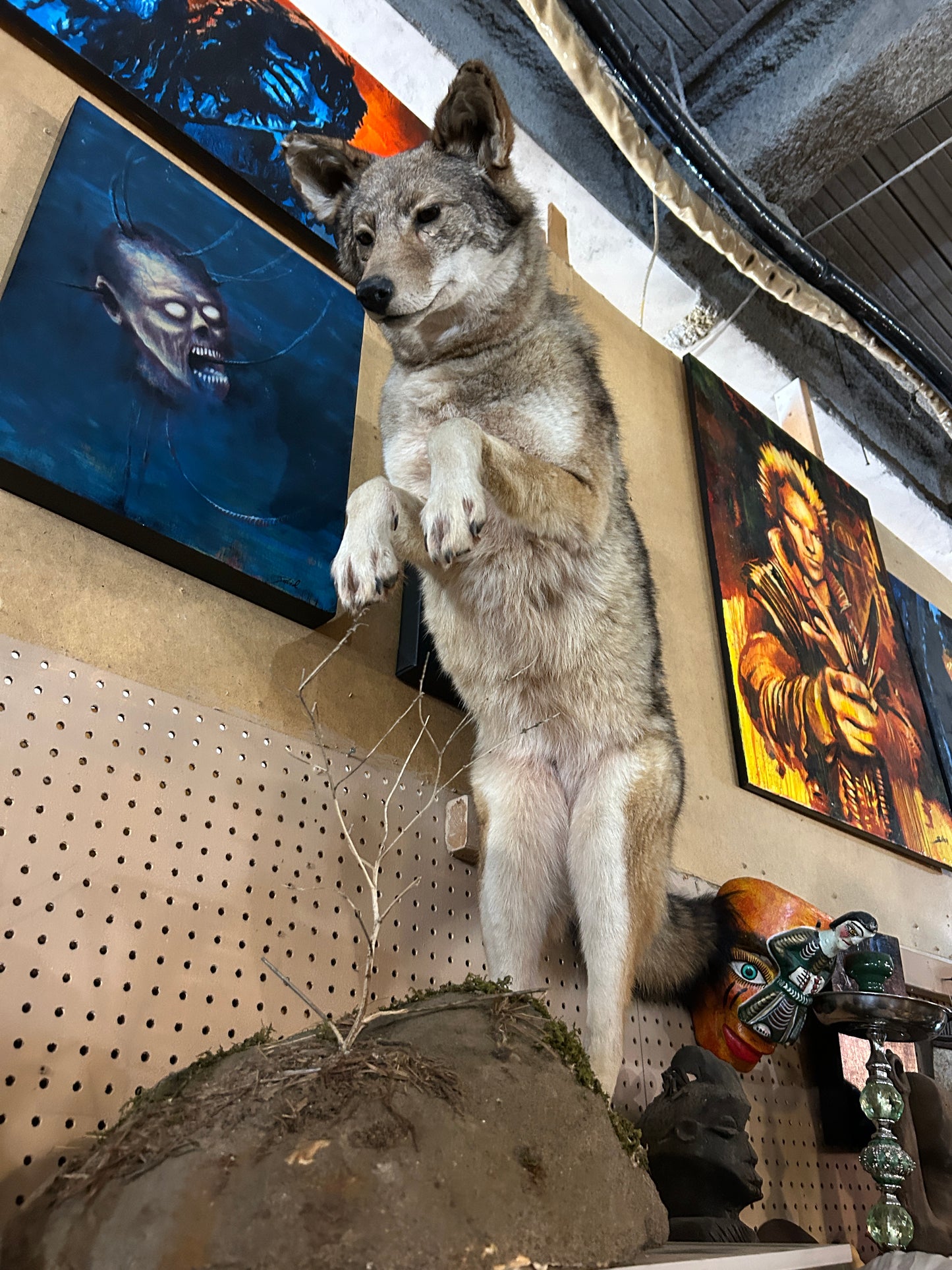 Taxidermie loup naturalisé