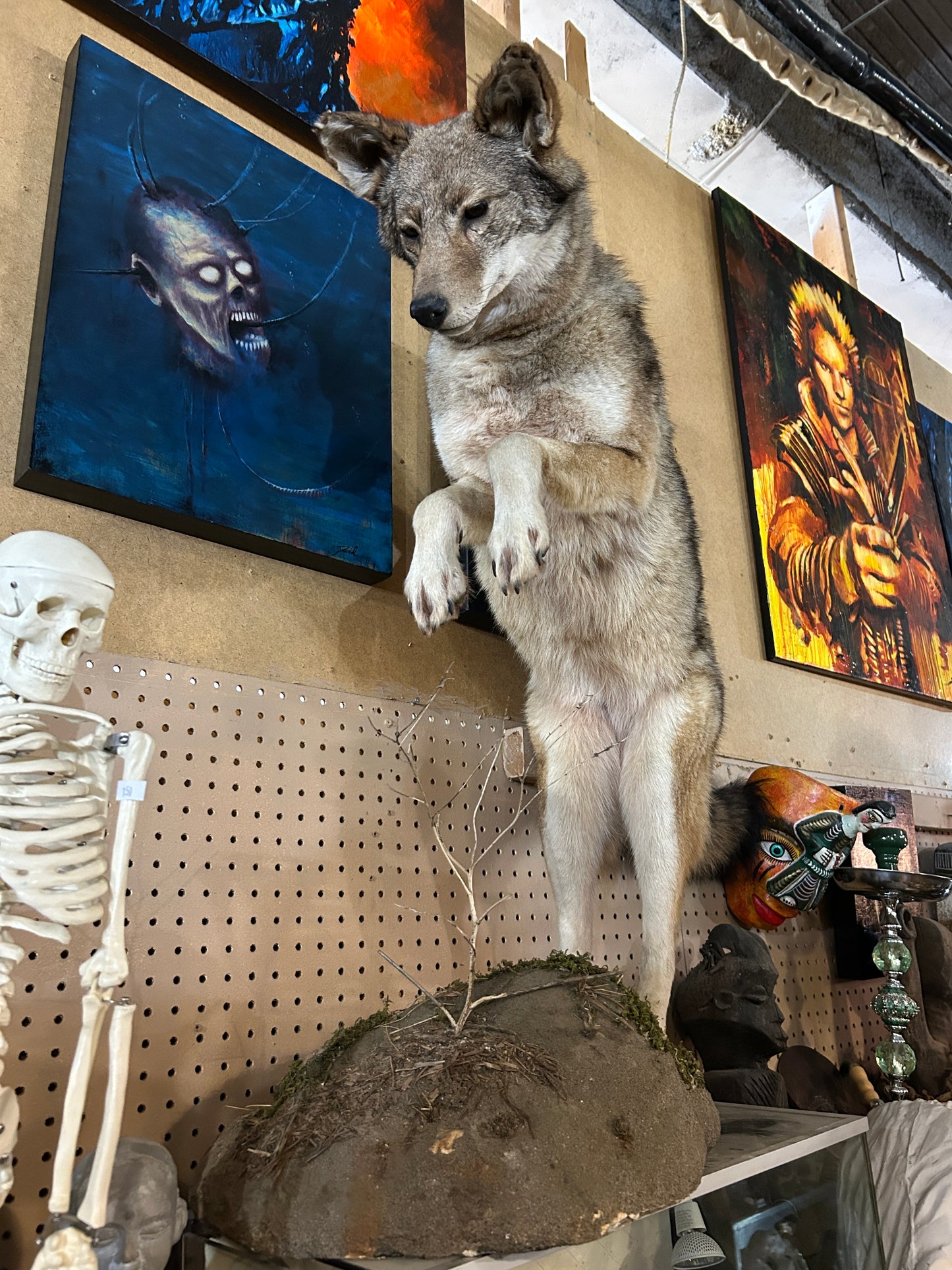 Taxidermie loup naturalisé
