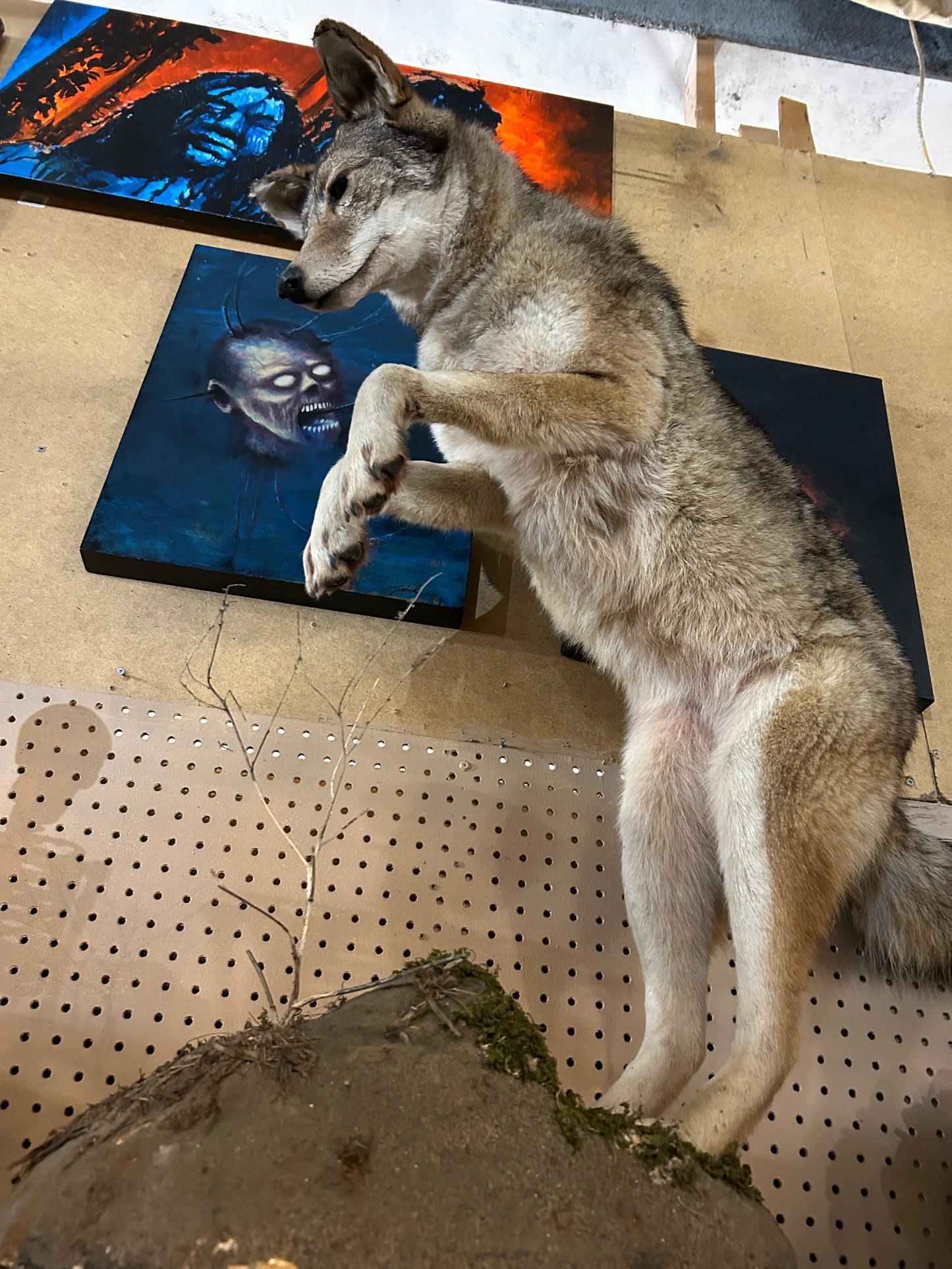 Taxidermie loup naturalisé