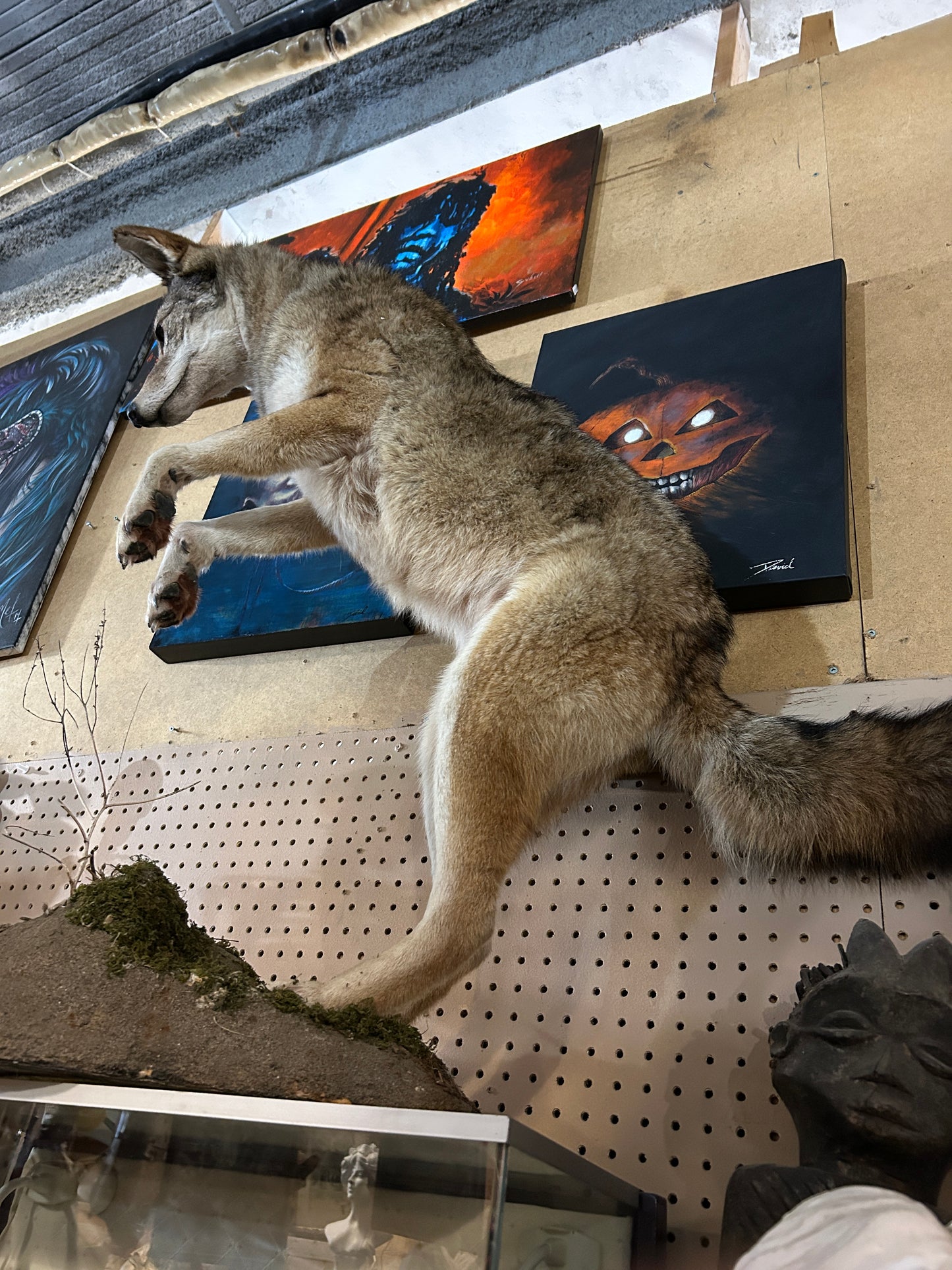 Taxidermie loup naturalisé