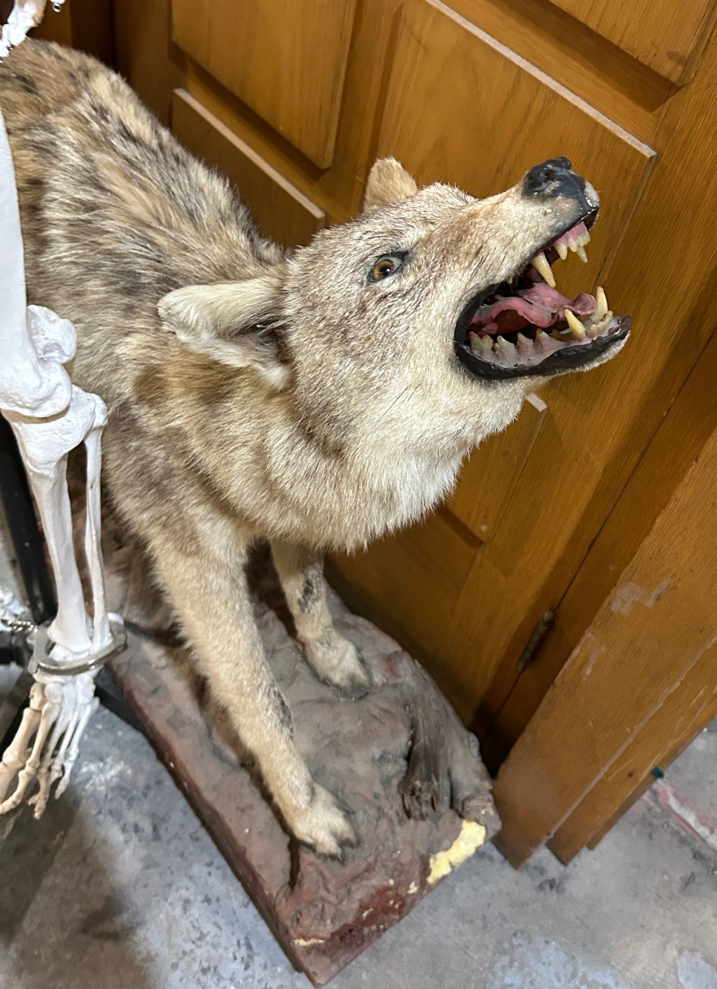 Taxidermie coyote qui montre les dents