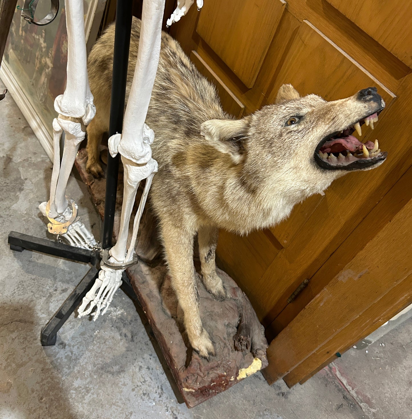 Taxidermie coyote qui montre les dents
