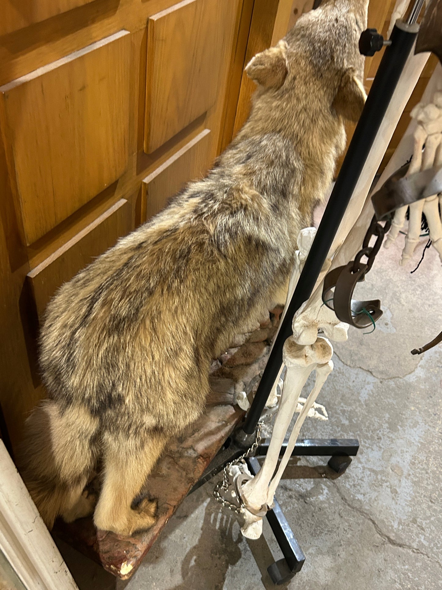 Taxidermie coyote qui montre les dents