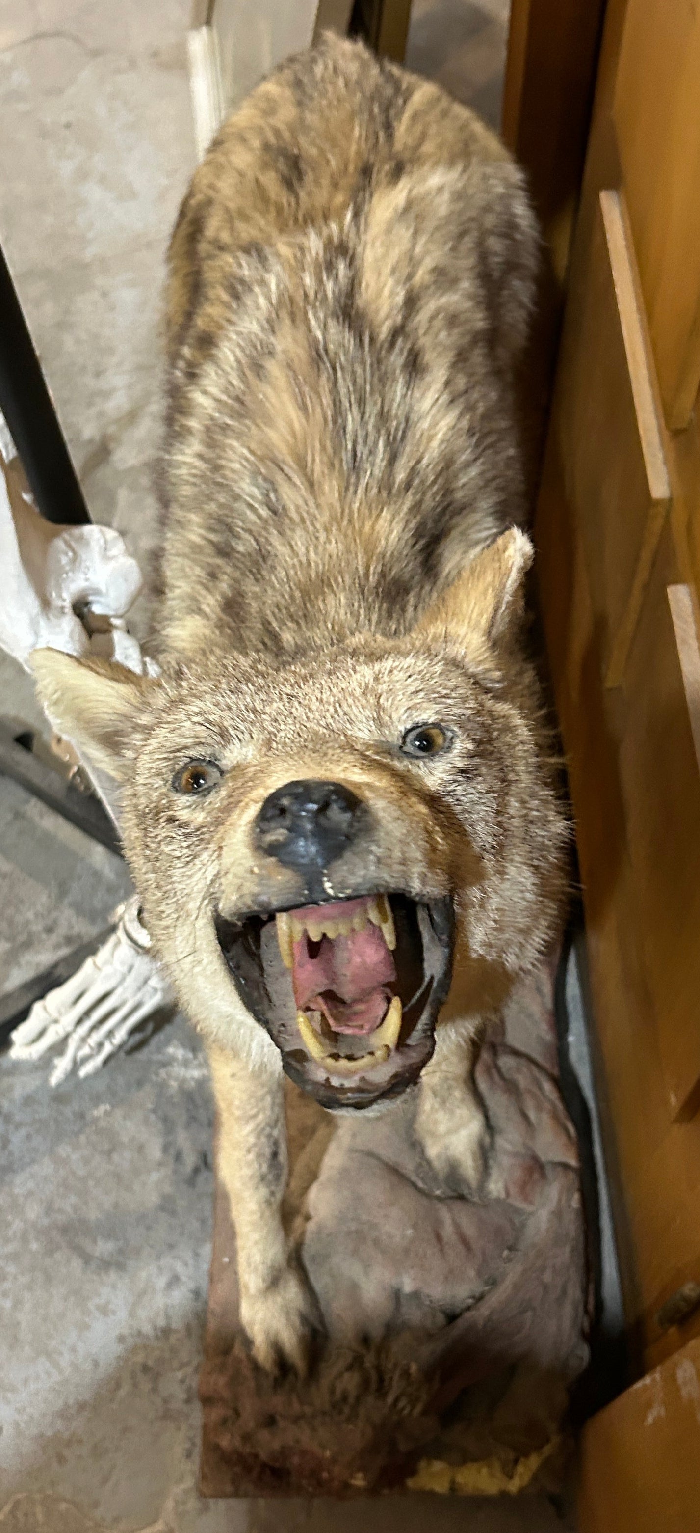 Taxidermie coyote qui montre les dents