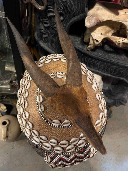 Cornes et scalp brutes d'antilope