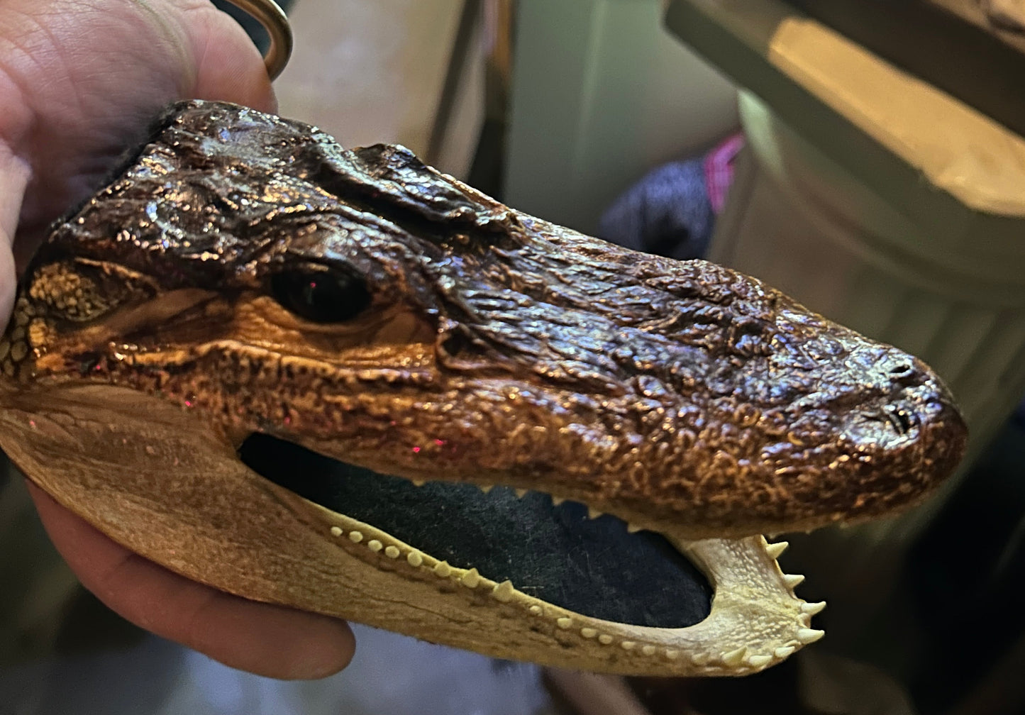 Taxidermie petite tête d'alligator naturalisée.