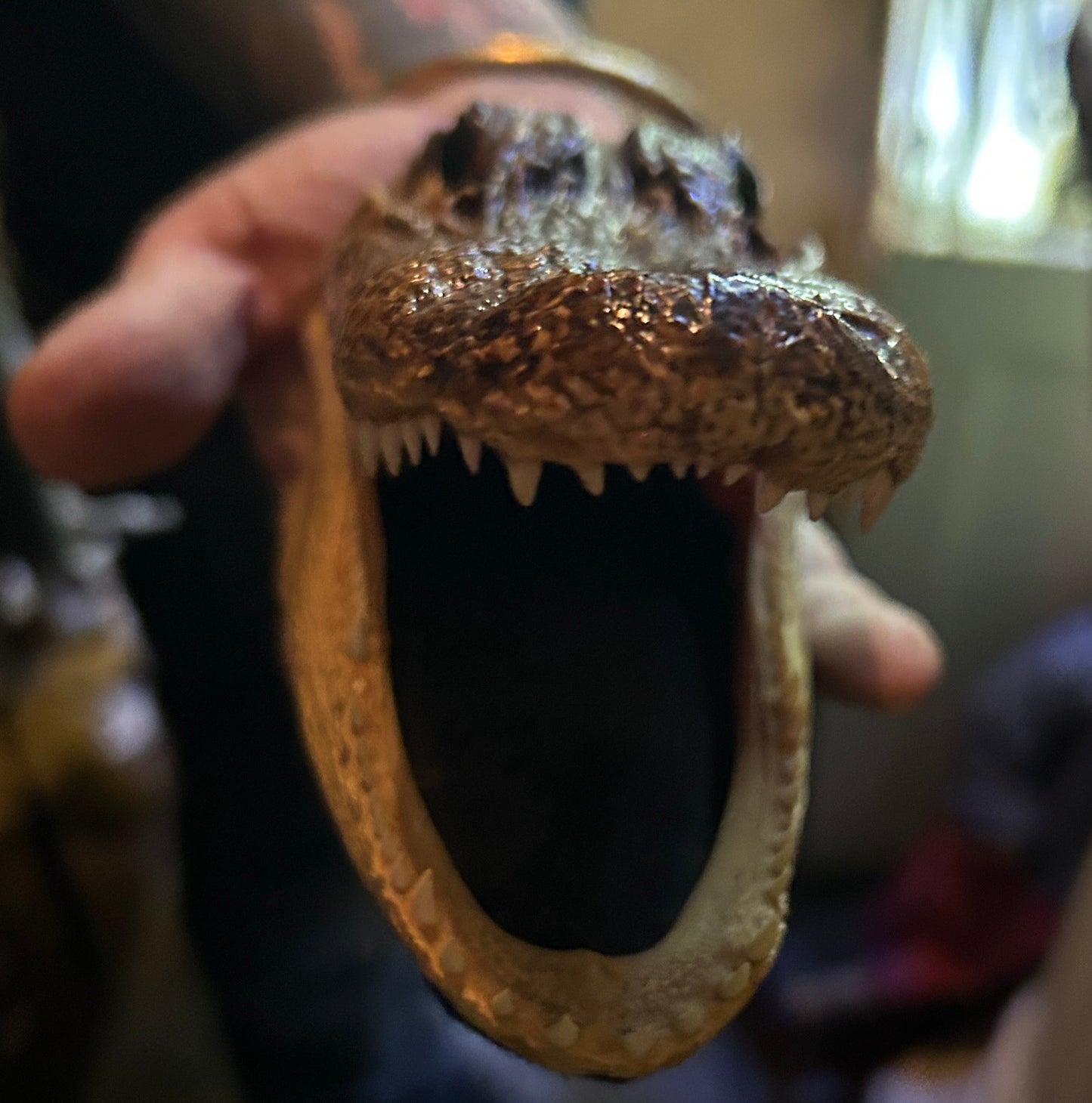 Taxidermie petite tête d'alligator naturalisée.