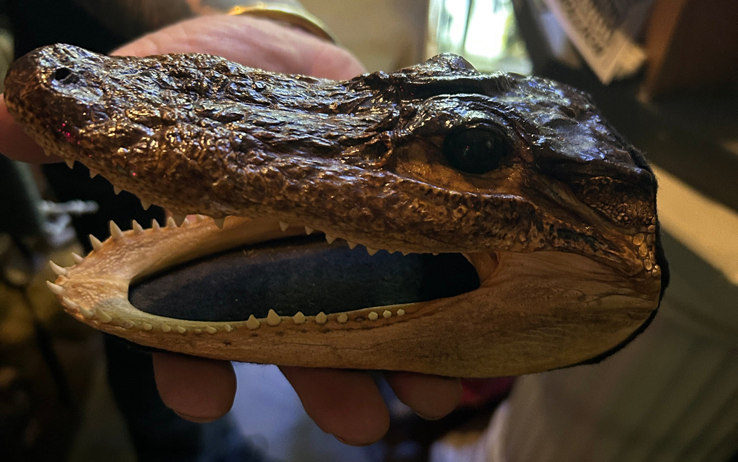 Taxidermie petite tête d'alligator naturalisée.
