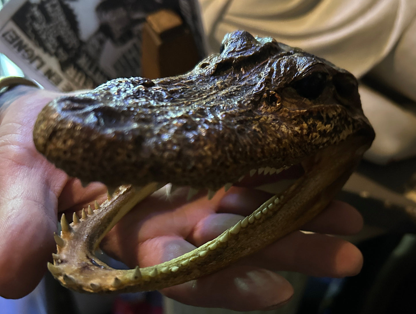 Taxidermie tête d'alligator naturalisée.