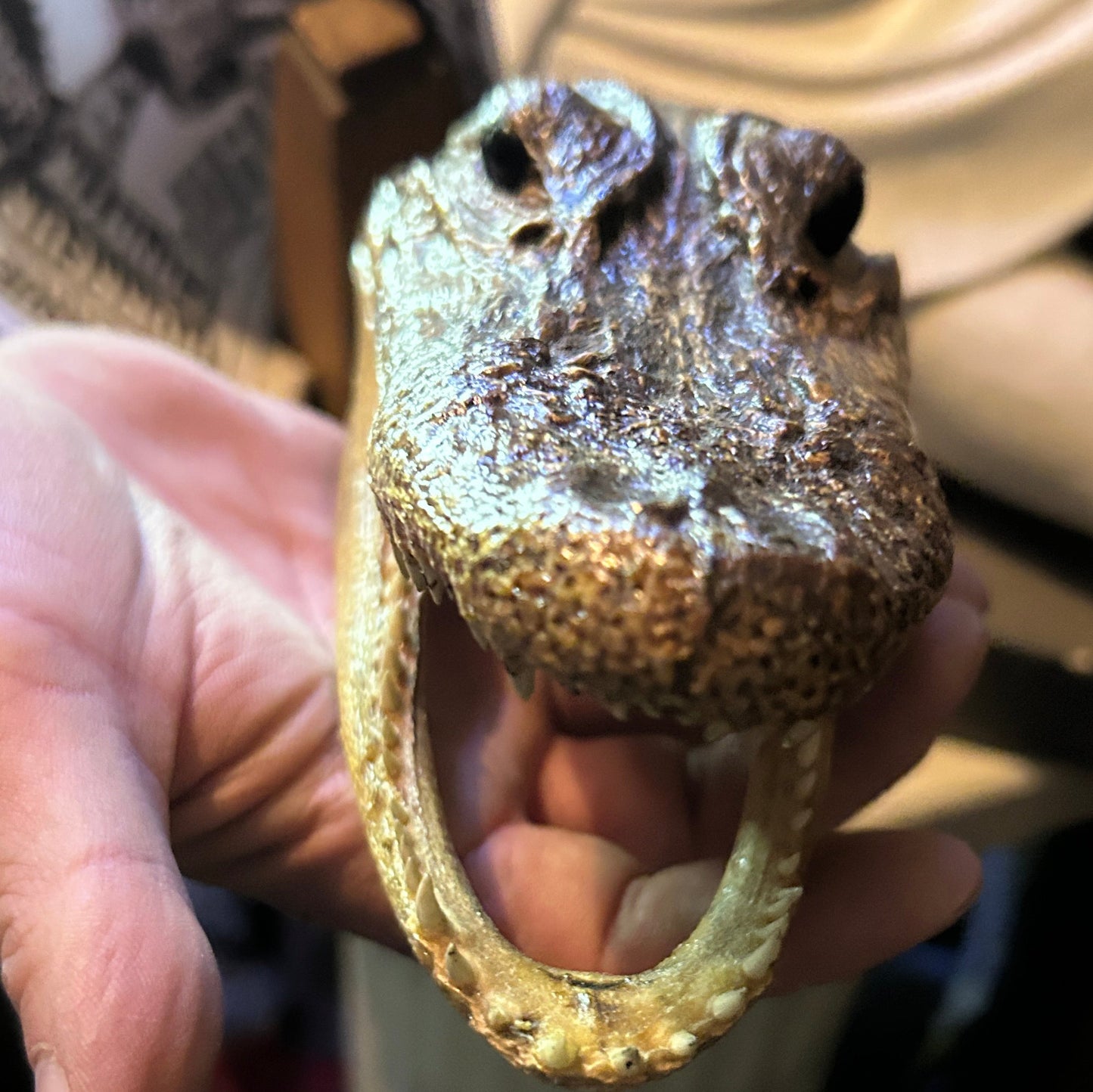 Taxidermie tête d'alligator naturalisée.