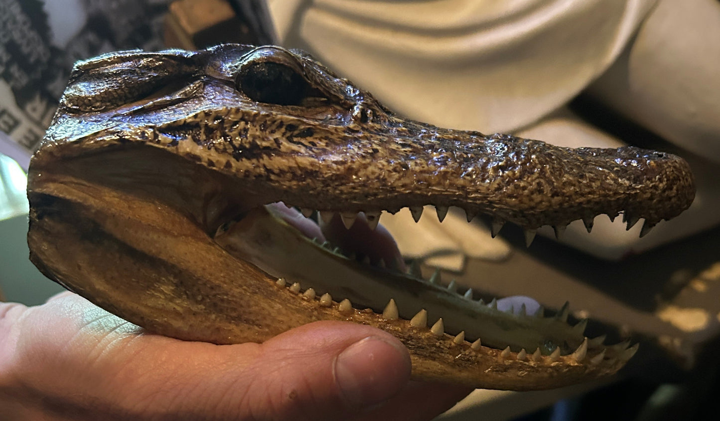Taxidermie tête d'alligator naturalisée.