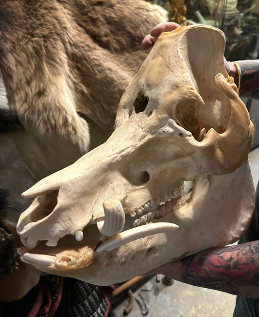 Gros crâne complet de sanglier