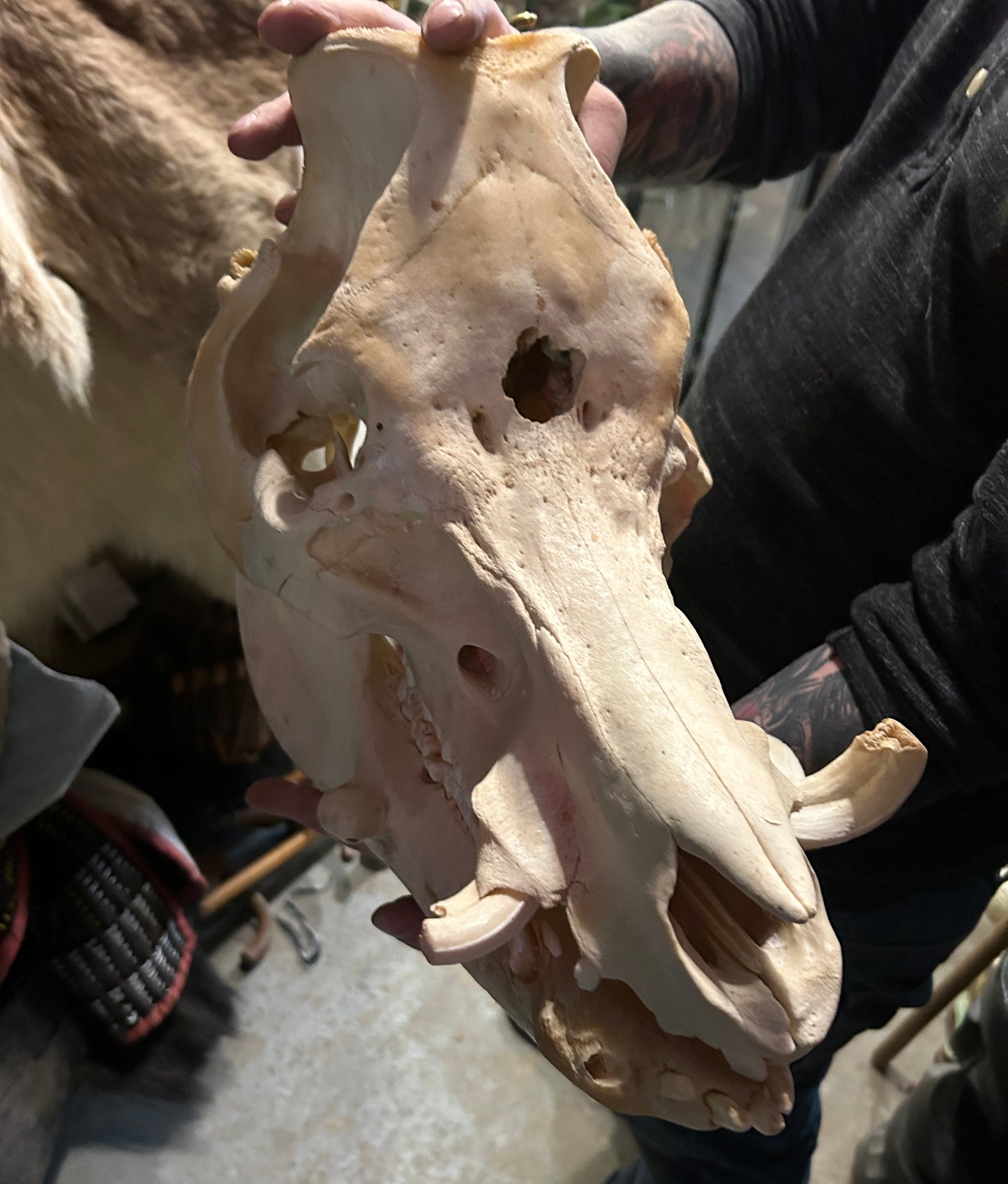 Gros crâne complet de sanglier