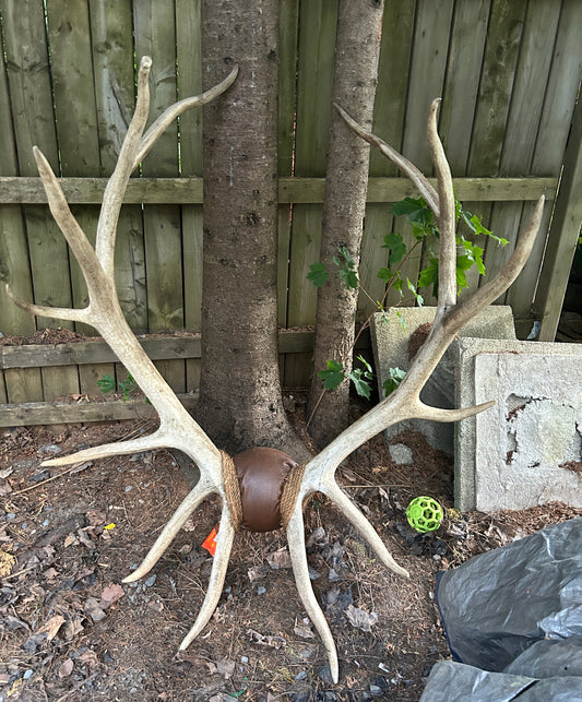 Immense panache de wapiti