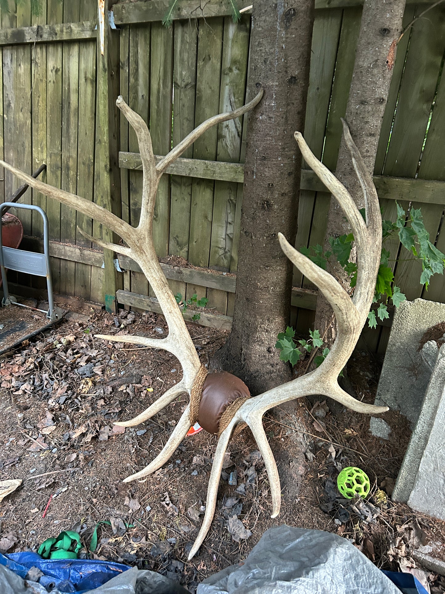Immense panache de wapiti