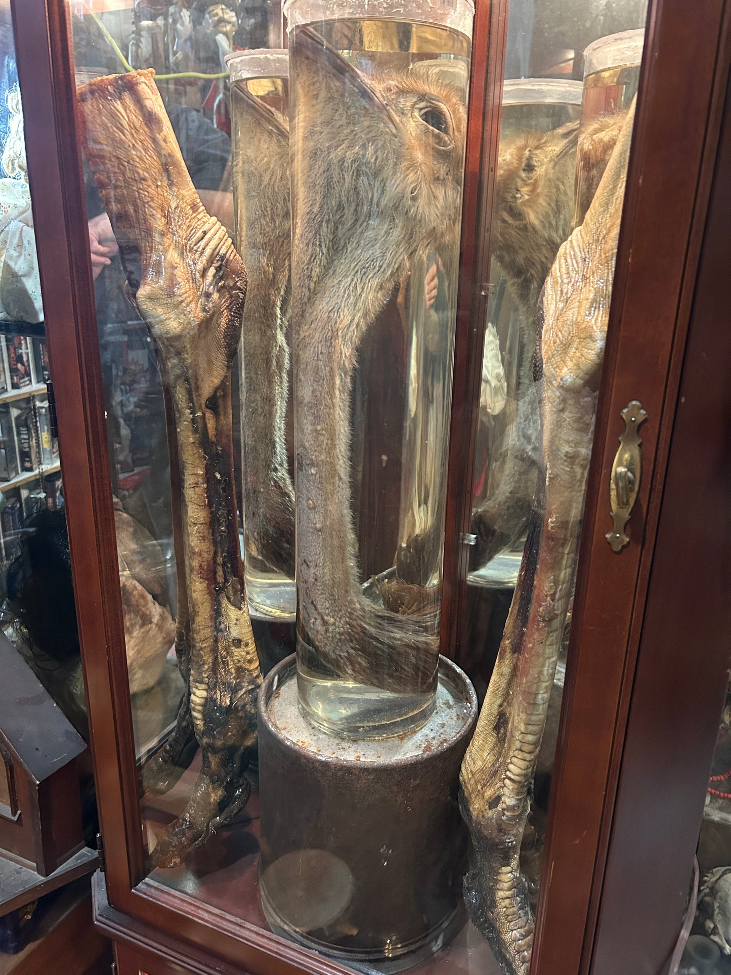 Pattes d'autruches naturalisées